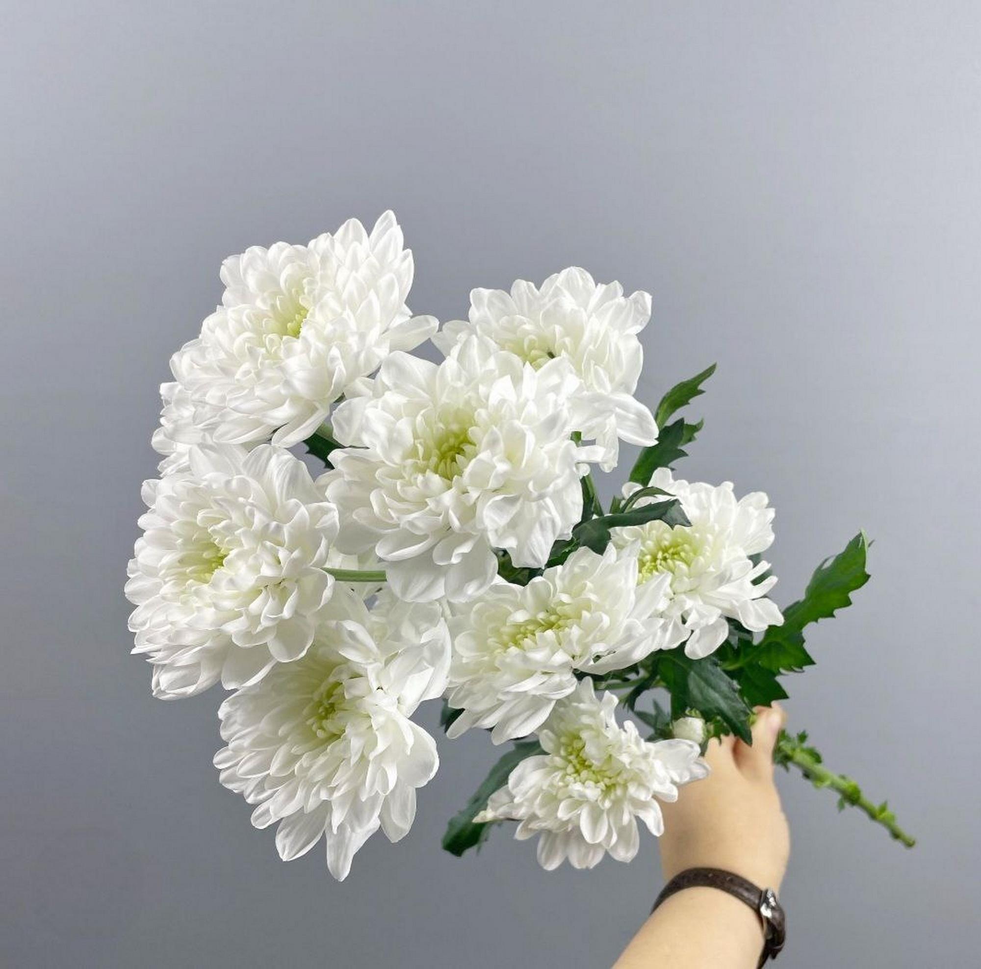 Хризантема