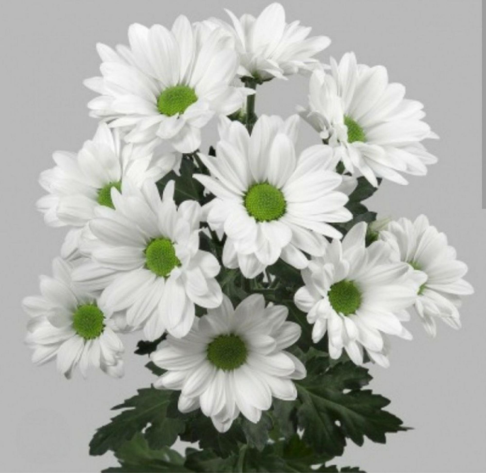 Хризантема