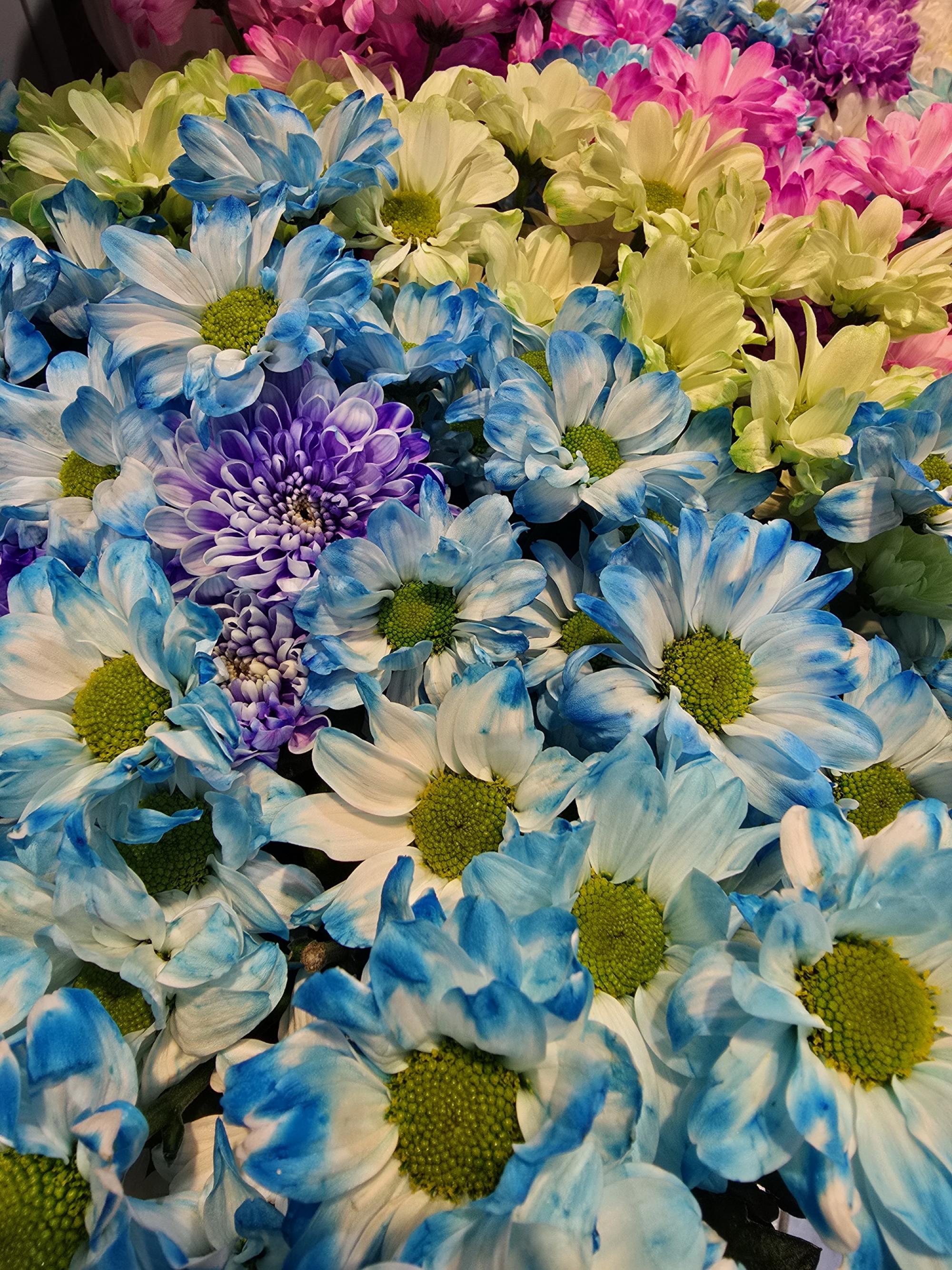 Хризантема