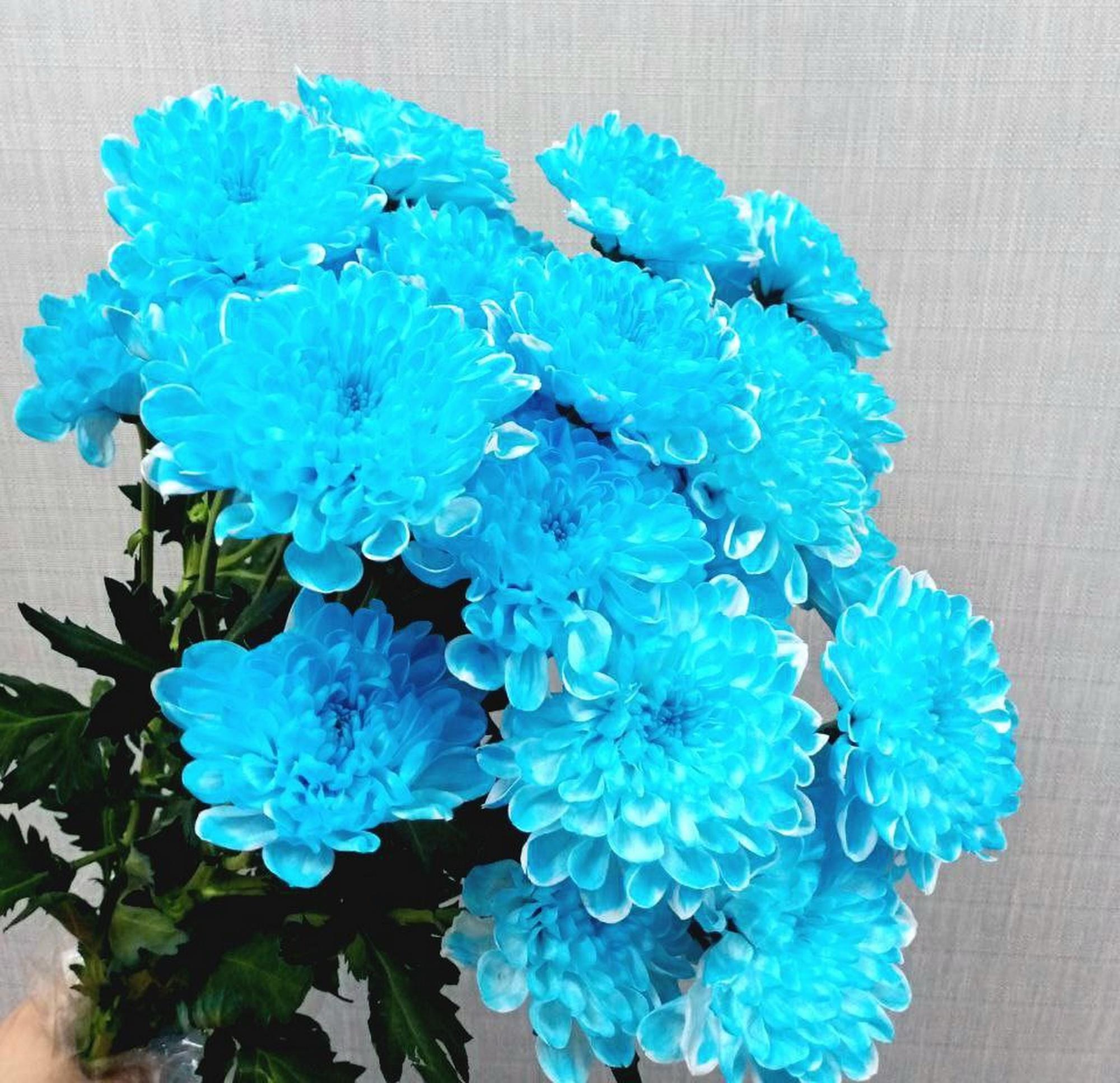 Хризантема