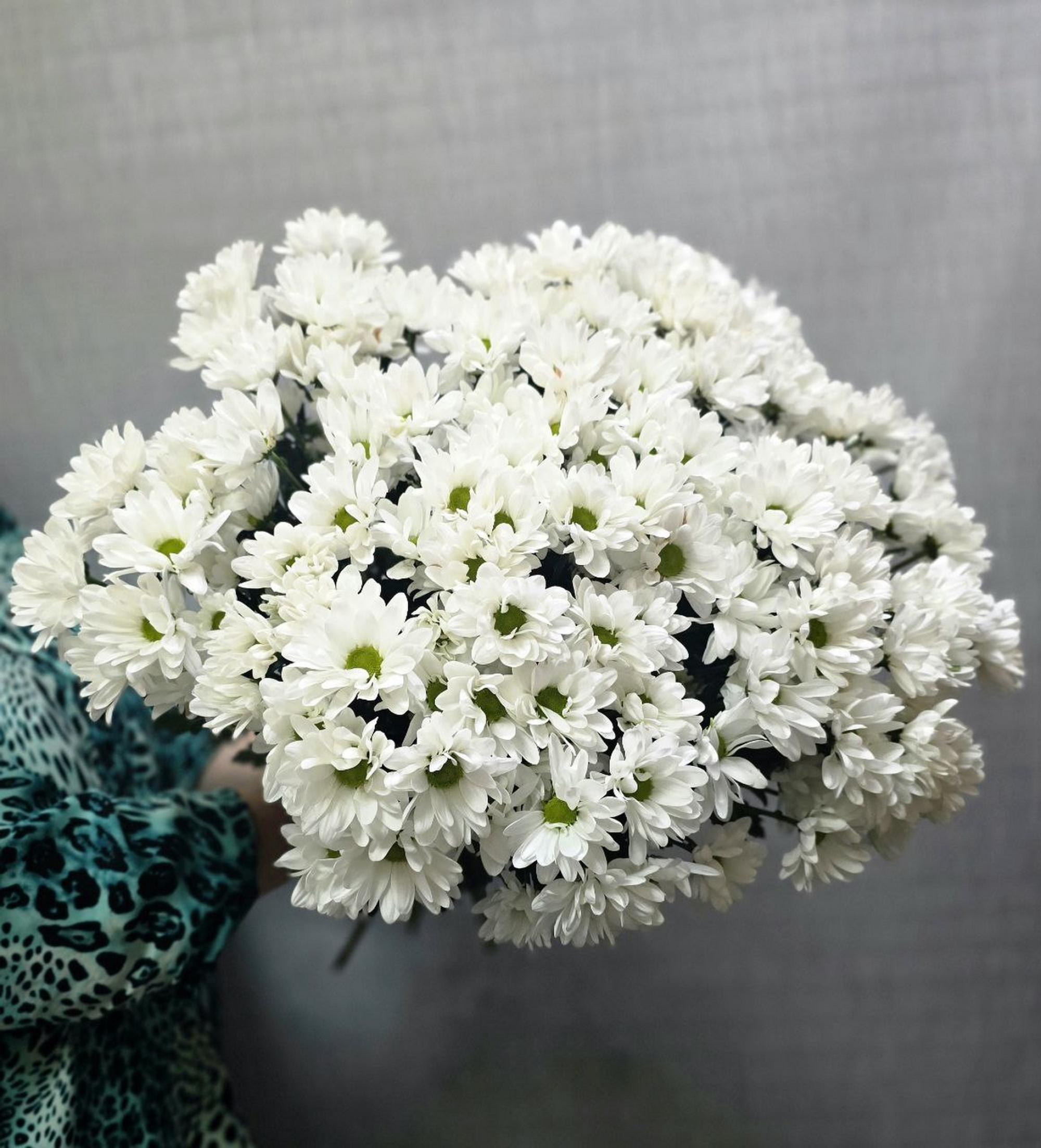 Хризантема