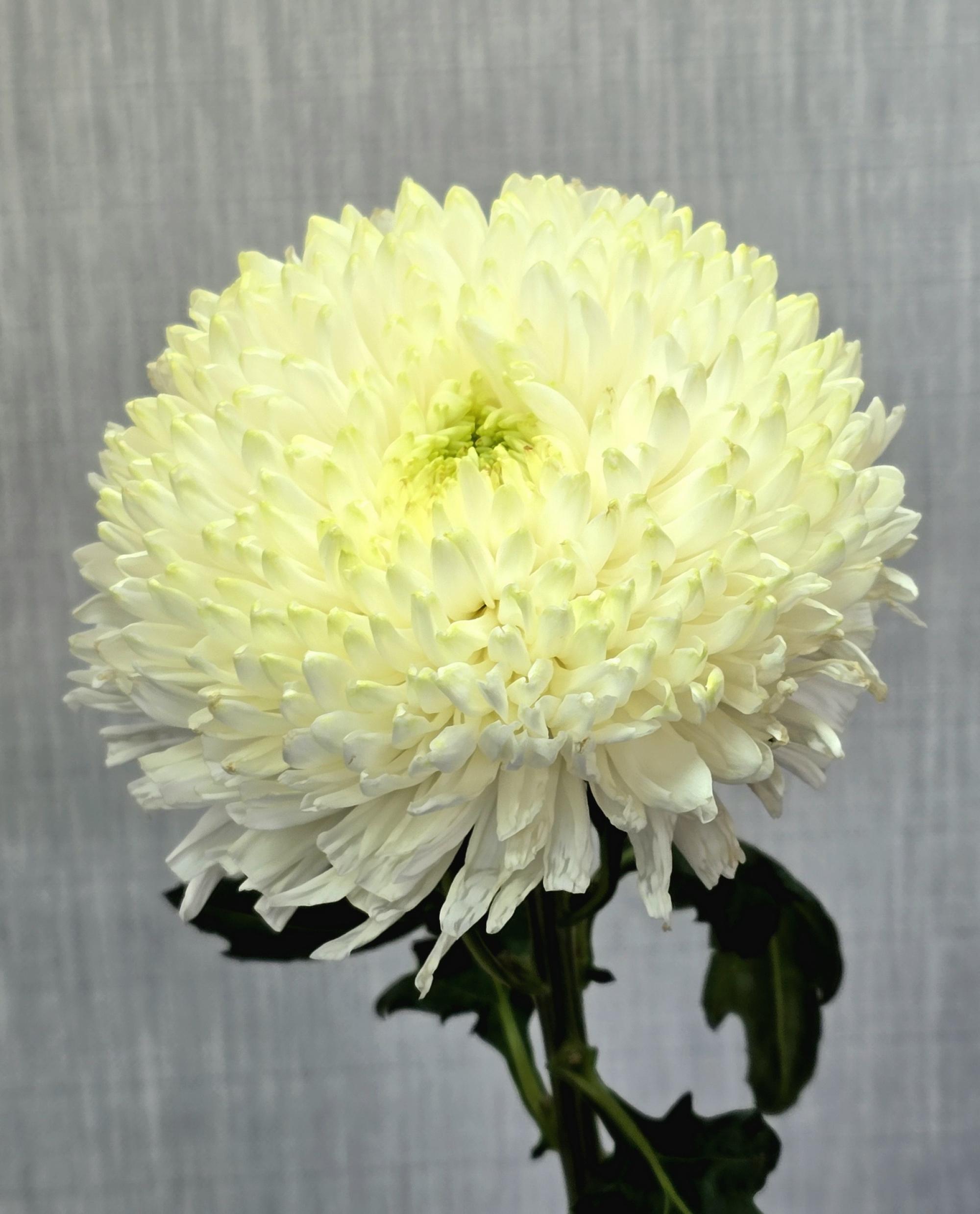 Хризантема