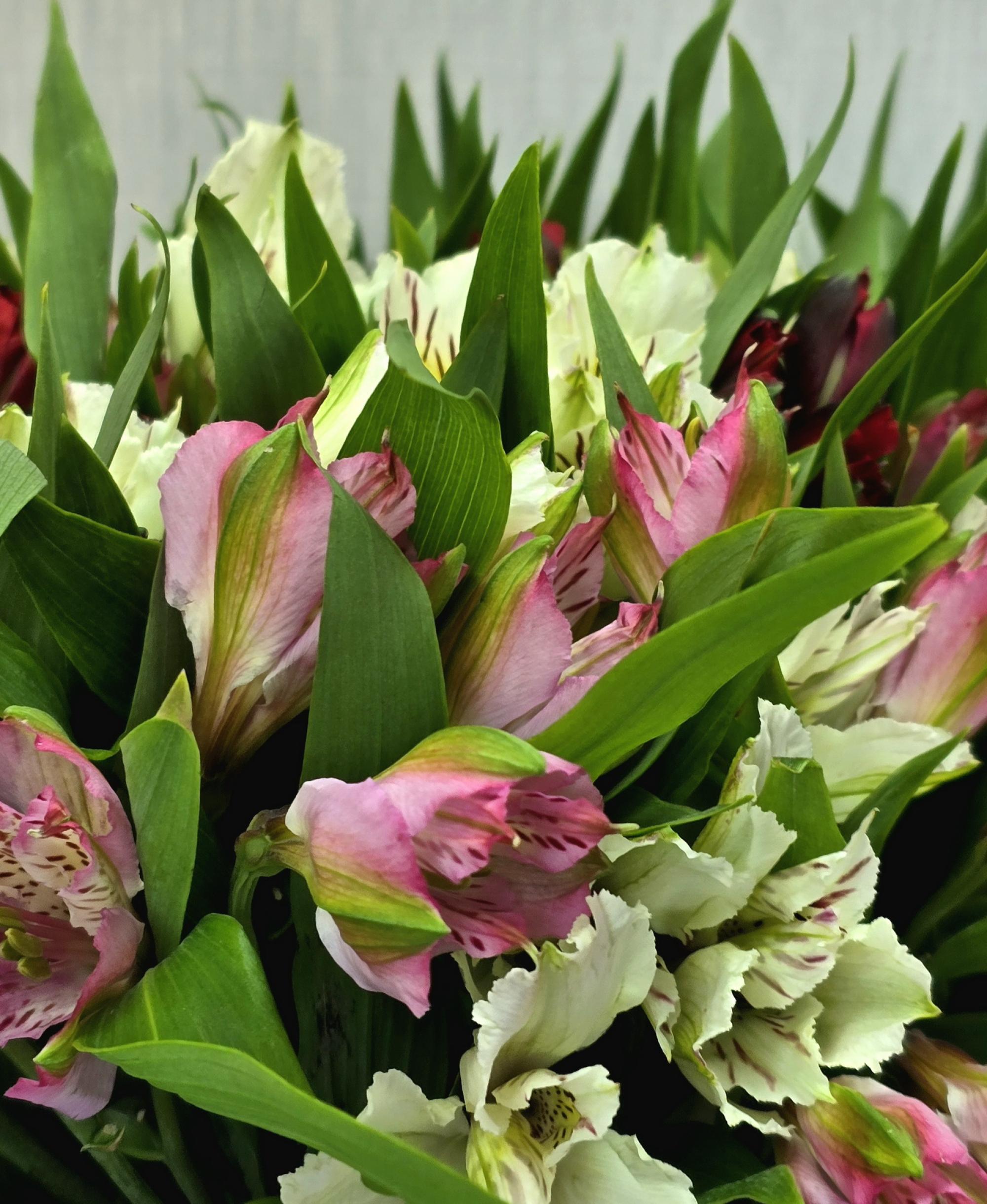 Альстромерия