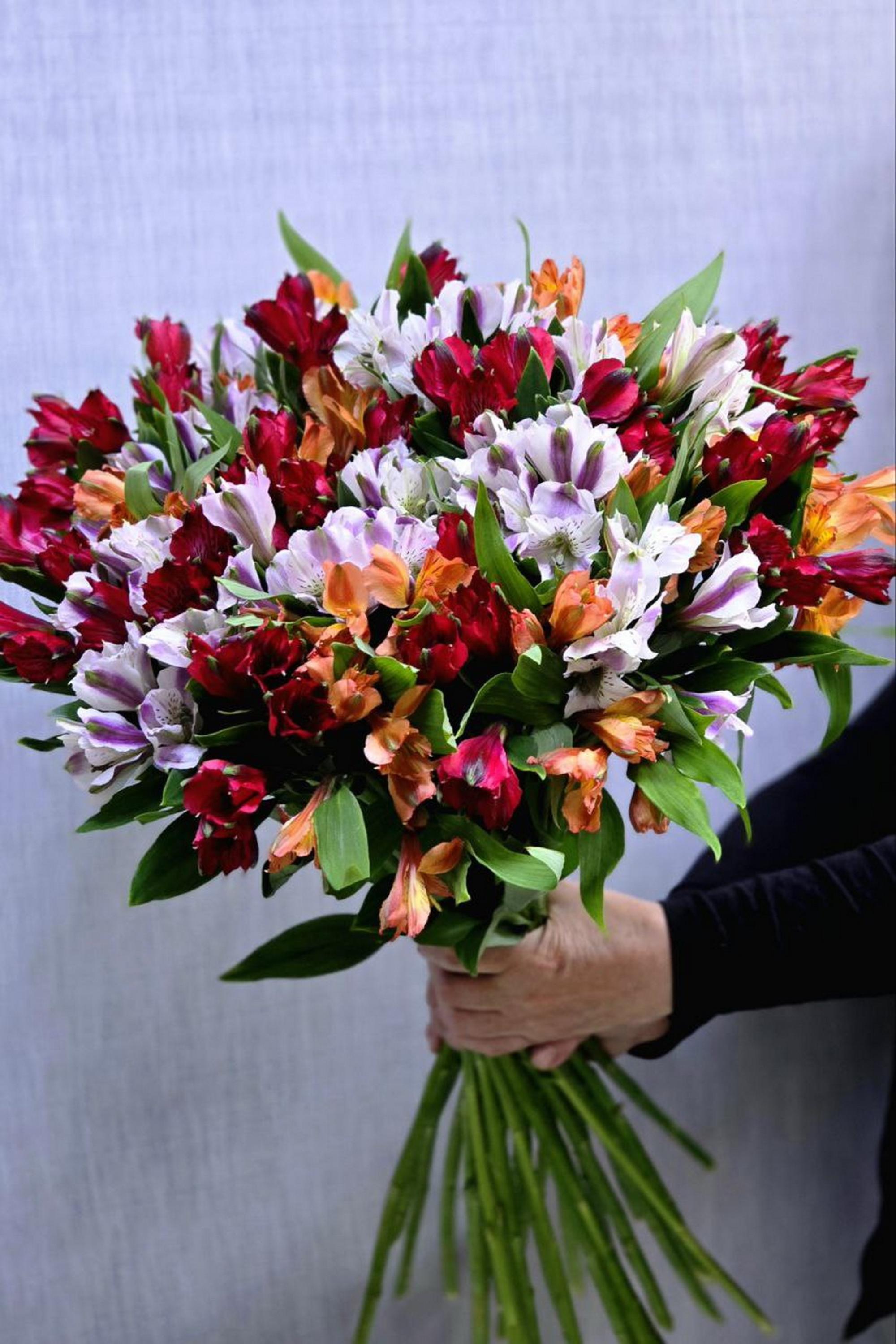 Альстромерия